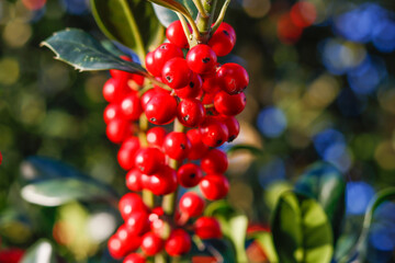 Stechpalme mit Beeren