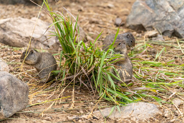 Naklejka na ściany i meble Uinta Ground Squirrels eating grass, Yellowstone National Park.
