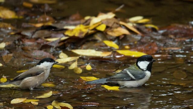 Japanese Tit (Parus minor) and Marsh tit (Poecile palustris) Bathing Together