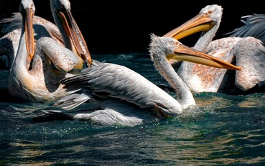 Dalmatian pelican birds floating in the river