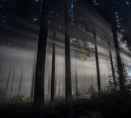 Sun rays passing through the pine forest. Sunbeams at Sunrise.