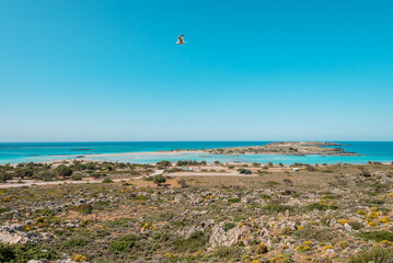 Elafonisi, crete island, greece: pink colored sandy beach with black rocks at the famous cretan...