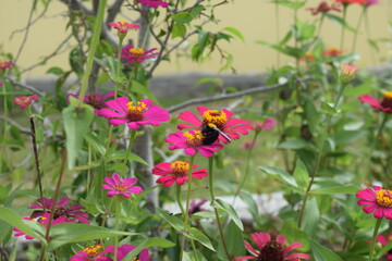 Various types of flowers that grow in areas with tropical weather. Insects take honey on flower buds.