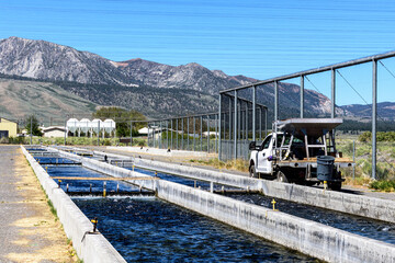 Rainbow trout is jumping at fish hatchery raceways during feed time. Fish hatchery nets hangs above fish hatchery raceways for protection