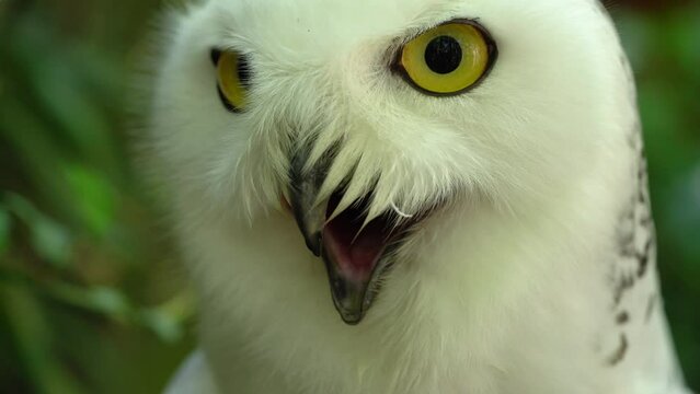 Snowy Harfang Owl (Bubo Scandiacus or Nyctea Scandiaca), yellow-eyed, black-beaked white bird. Heavy Breathing - Close Up