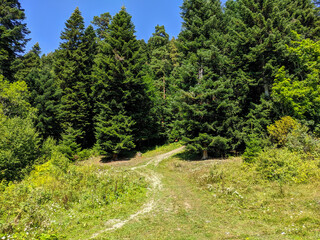 Fototapeta na wymiar Beautiful view of the coniferous forest and green meadow. The footpath leads deep into the forest. Nature concept