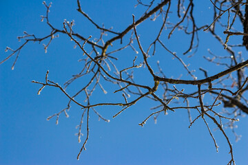 Branches in white frost against the blue sky