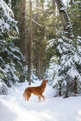 Nova scotia duck tolling retriever in a snowy forest. Dog outdoors in nature