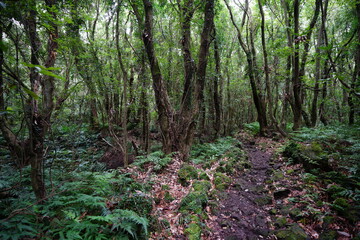 old path in deep forest