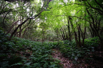 thick wild forest with fern and old trees