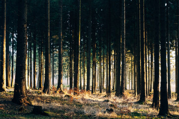 Autumn forest at sunrise