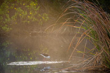 Black-winged stilt (Himantopus himantopus) feeding in a waterhole in the early morning mist. Western Cape. South Africa