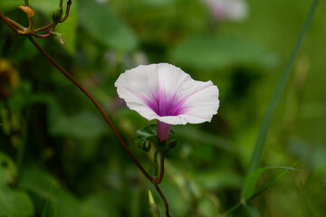 a beautiful blooming morning glory flower is green vegetable.