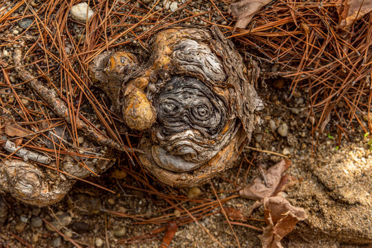 Particolare closeup di nodo di radice con forma di faccia rugosa