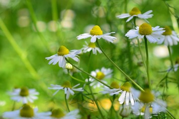 Chamomile: A herbal medicine of the past with bright future