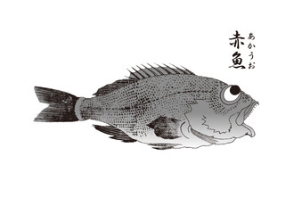  赤魚のイラスト
 fish on a white background
