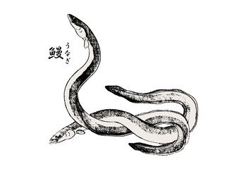 うなぎ 浮世絵 Ukiyoe eel	
eel on a white background
