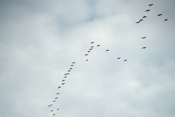 Zum Überwintern fliegen die Gänse in Richtung Süden