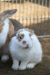 ニンジンを食べるうさぎ