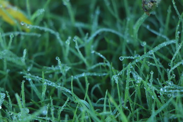 Juicy lush green grass on meadow with drops of water dew in morning light in spring summer outdoors close-up macro, panorama. Beautiful artistic image of purity and freshness of nature, copy space.