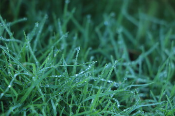 Closeup of lush uncut green grass with drops of dew in soft morning light