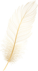 Gold feather hand drawn
