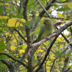 Tourists feeding a wild parakeet in St James park, London