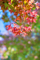 maple leaf red autumn tree with blurred background. Beautiful maple trees with coloured leafs at autumn. Colorful foliage in the park.