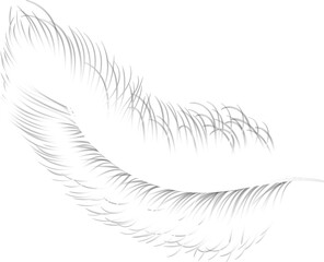 White feather hand drawn