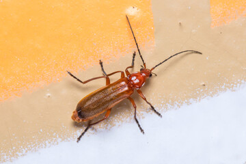 Common red soldier beetle, Rhagonycha fulva, posed on a colorful wall on a sunny day