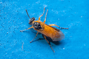 Athalia ancilla sawfly posed on a blue wall under the sun