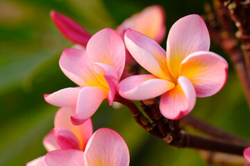 Beautiful Plumeria flower pink and yellow frangipani tropical flower, plumeria flower blooming on tree, selective focus.