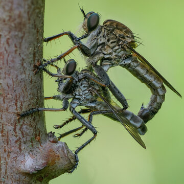 mating seation of robberfly