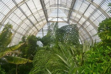London. United Kingdom. Circa November 2022, Palm garden in a greenhouse in Kew Royal Botanic...