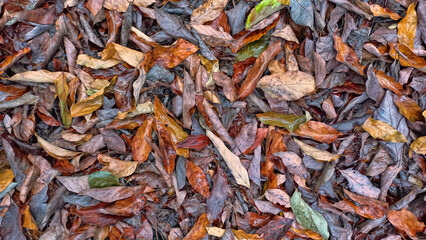 Dry fallen leaves on avocado plantation. Autumn nature background. Agricultural theme