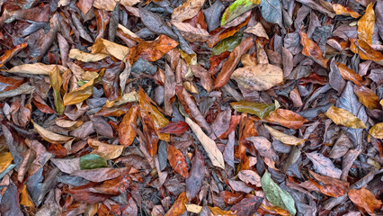 Dry fallen leaves on avocado plantation. Autumn nature background. Agricultural theme