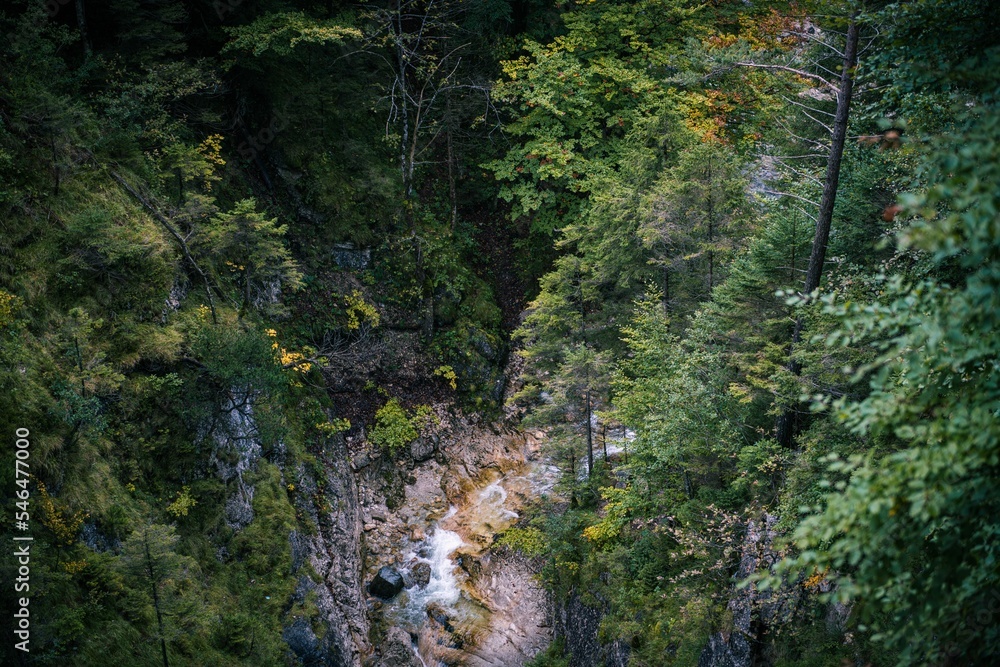 Canvas Prints Aerial view of a stream flowing through lush green forests in Bavarian alps, Germany