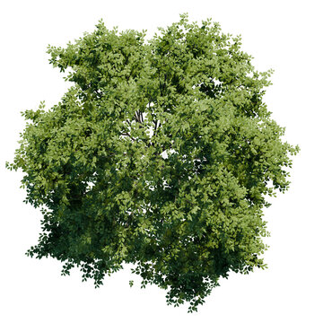 Tree Top View Png High Resuliton Pack