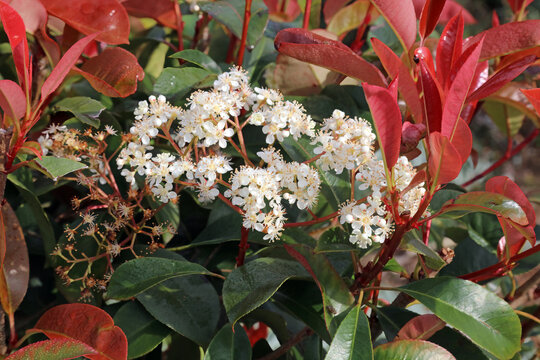 「Fotinia」の画像 - 1,576 件の Stock 写真、ベクターおよびビデオ | Adobe Stock