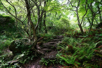 spring path through mossy rocks and fern