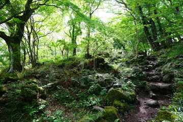 Fototapeta premium spring path through mossy rocks and fern