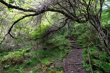 old tree with vines and path