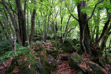 Fototapeta premium dense wild forest with mossy rocks and old trees 