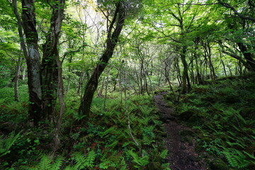 lively spring forest with fresh fern