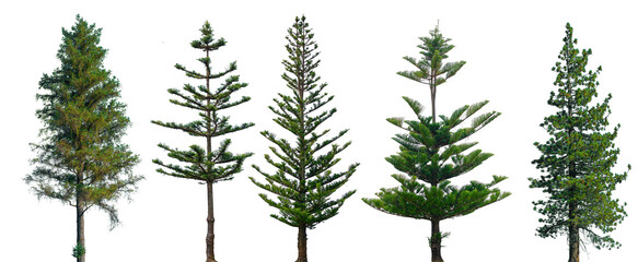Conifer Trees, collection of green Christmas trees. on a transparent background isolated - obrazy, fototapety, plakaty