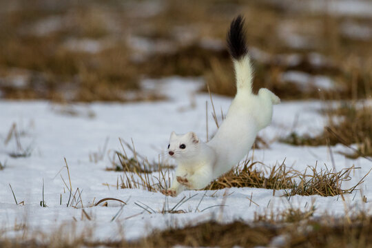 Hermelin (Mustela erminea) im Winterfell