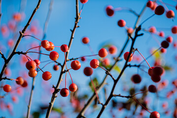ornamental apple tree red sentinel