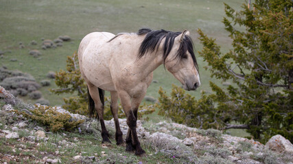 Buckskin stallion wild horse on ridge above canyon in the western United States