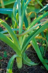 Ripe leek plant (Allium Porrum) growing in garden bed.