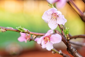 Beautiful cherry blossom in spring time